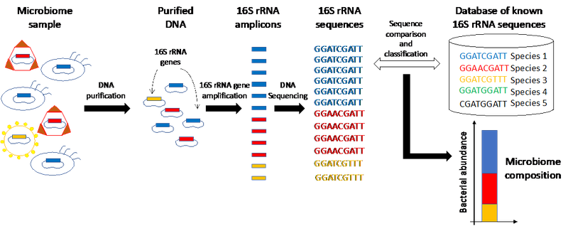 Research brief - lorenzi fig