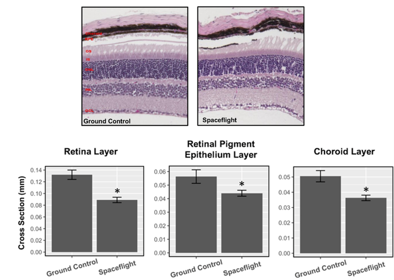 Research brief - Overbey et al