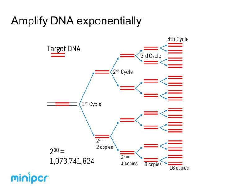 PCR