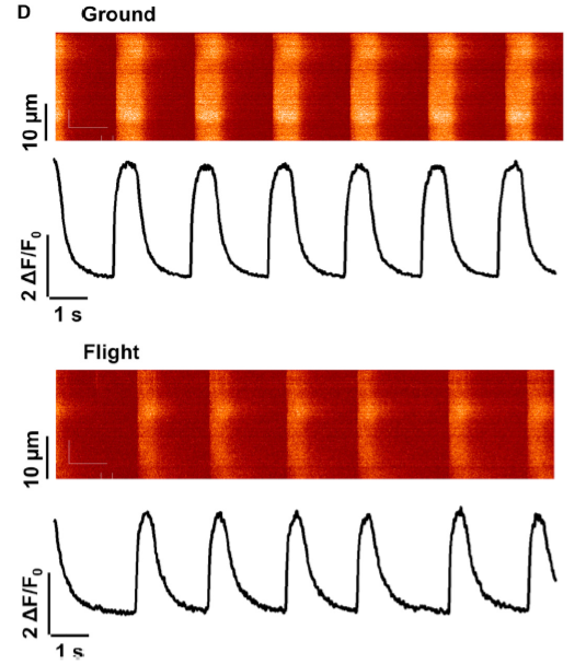 cardiomyocytes paper figure 3