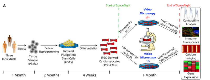 cardiomyocytes paper experimental design