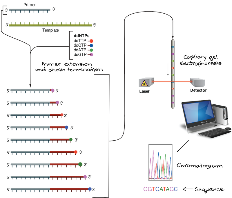 sequencing