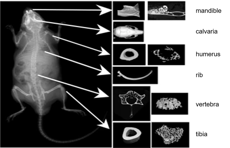 research brief - dadwal et al. fig 1